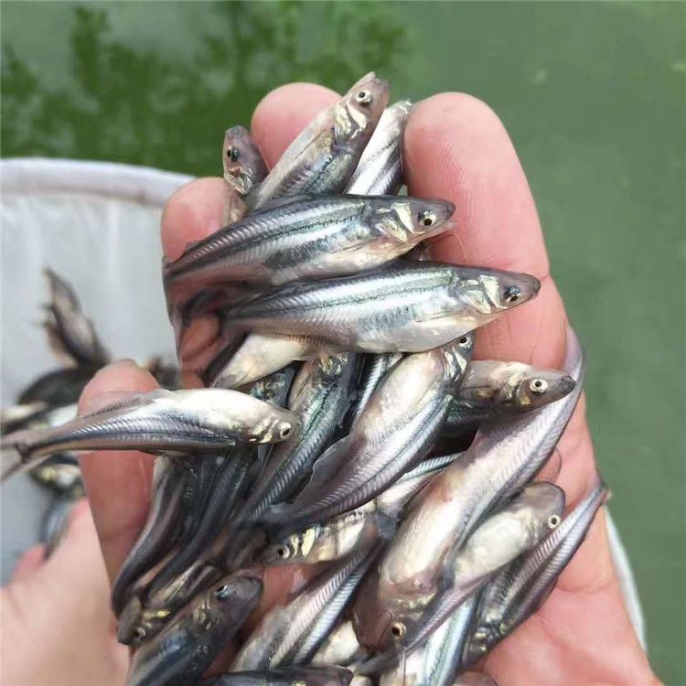 巴沙鱼苗怎么养?
