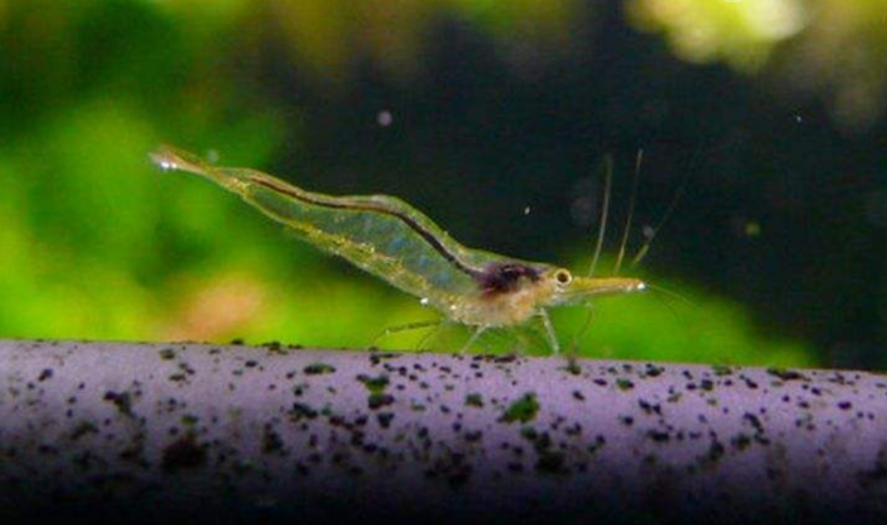 糠虾是什么虾?