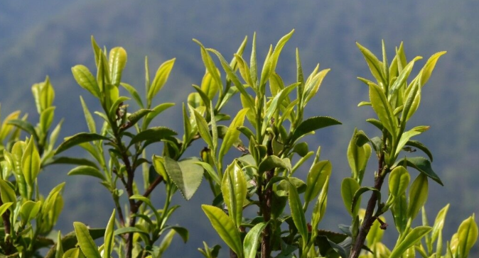 素心兰岩茶是什么品种?