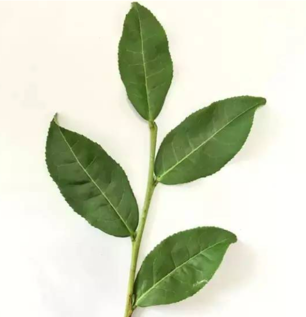 素心兰岩茶是什么品种?