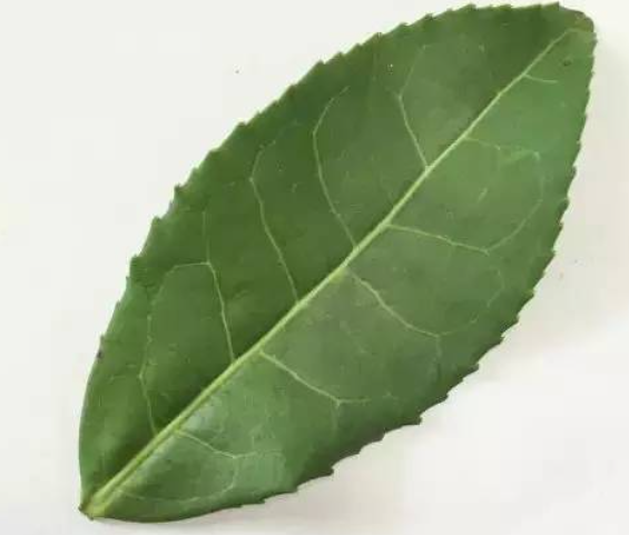 素心兰岩茶是什么品种?