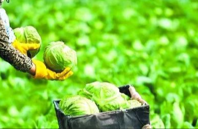 蔬菜增产小妙招:多给蔬菜“喷点醋”
