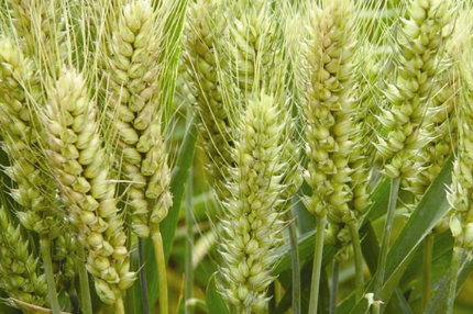 齐民17小麦的特征特性