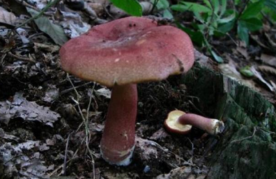 鹿花菌可以食用吗?
