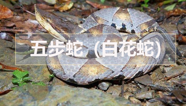 五步蛇(白花蛇)
