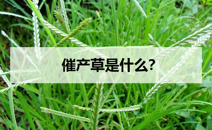 催产草是什么？