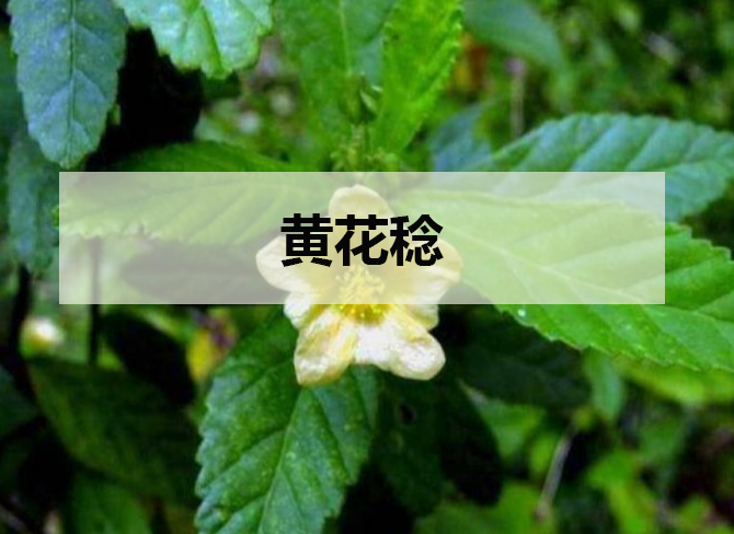 黄花稔