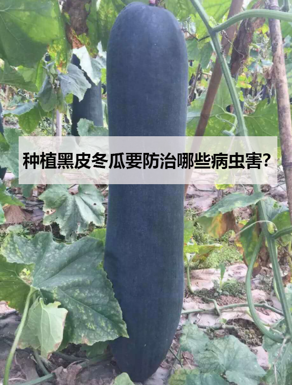 种植黑皮冬瓜要防治哪些病虫害?