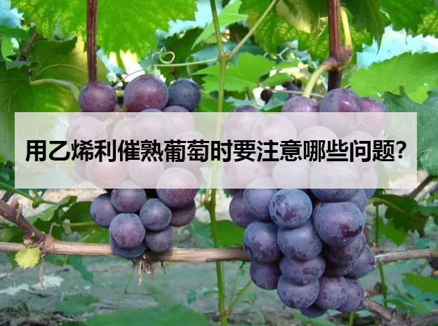 用乙烯利催熟葡萄时要注意哪些问题？