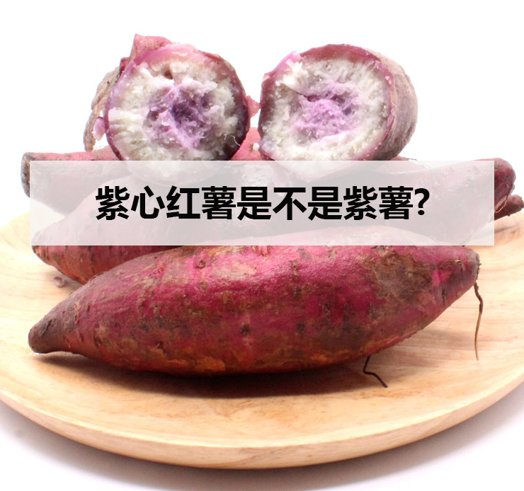 紫心红薯是不是紫薯?