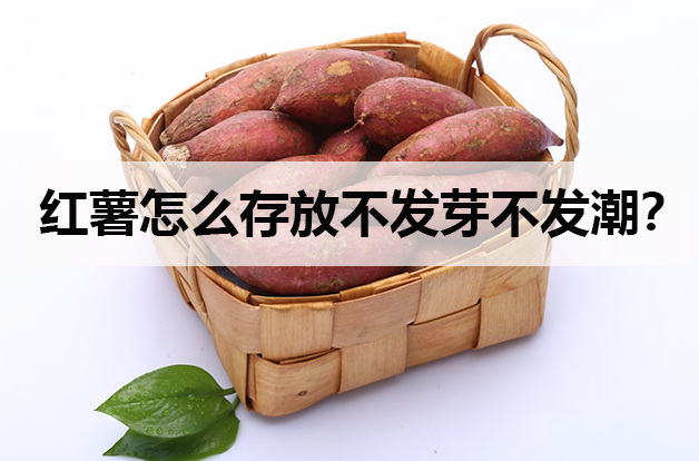 红薯怎么存放不发芽不发潮?