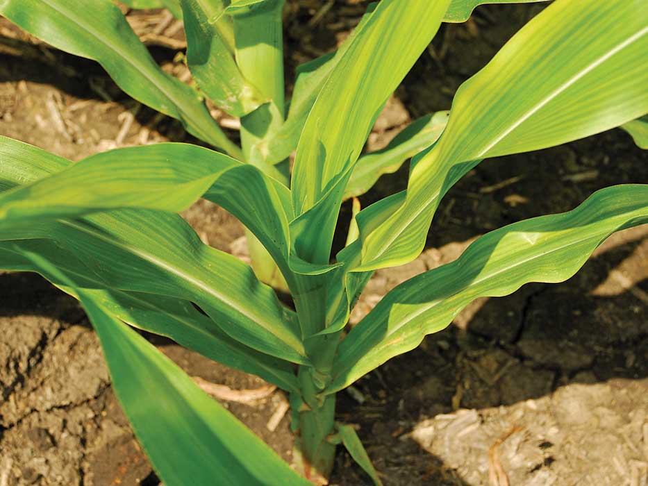 玉米缺锌是什么原因引起的？
