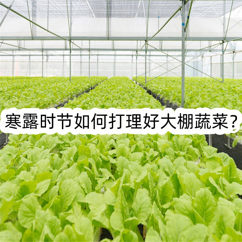 寒露时节如何打理好大棚蔬菜?