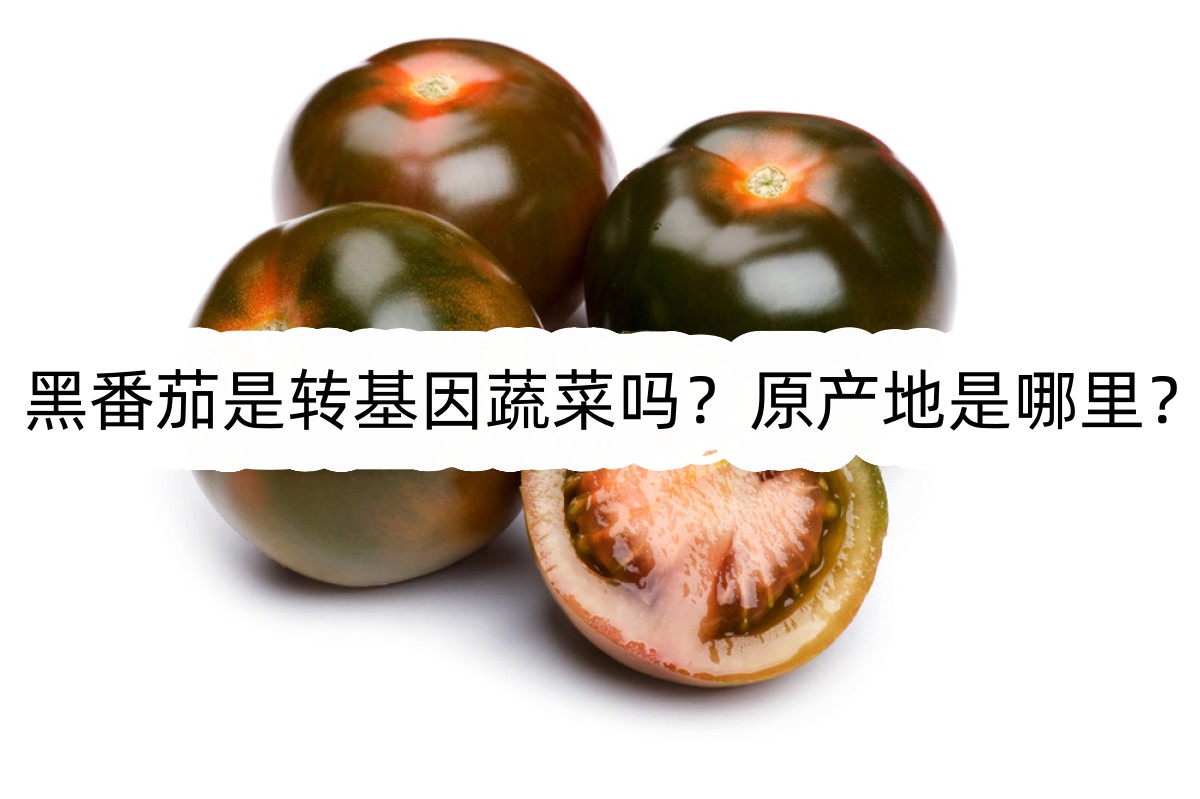 黑番茄是转基因蔬菜吗?原产地是哪里?