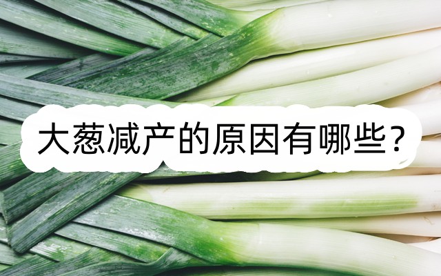 大葱减产的原因有哪些?