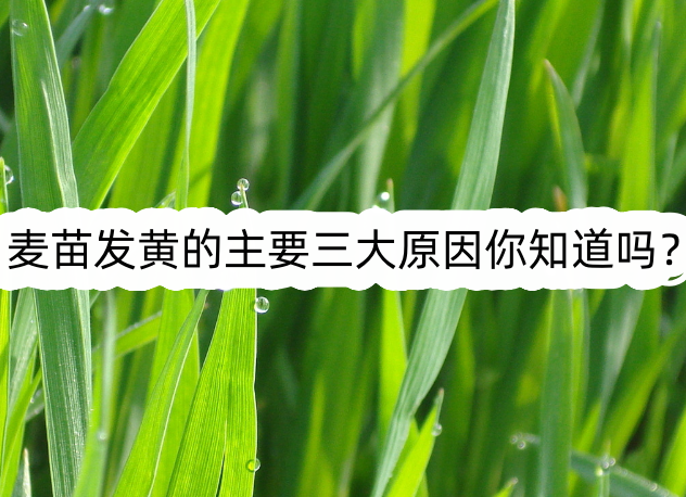 麦苗发黄的主要三大原因你知道吗?