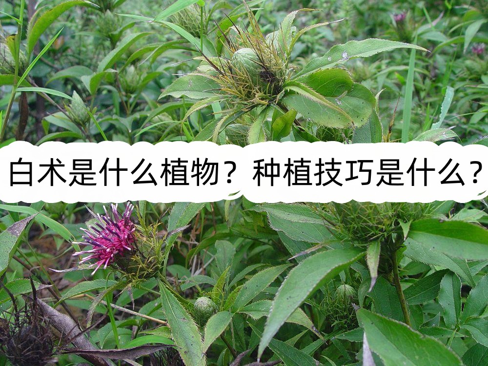 白术是什么植物?种植技巧是什么?