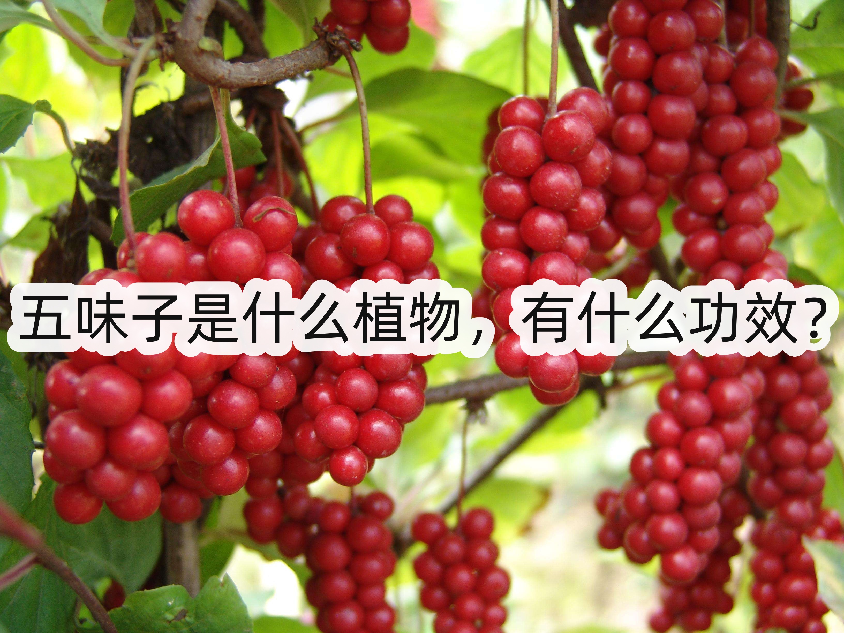 五味子是什么植物,有什么功效?