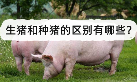生猪和种猪的区别有哪些?