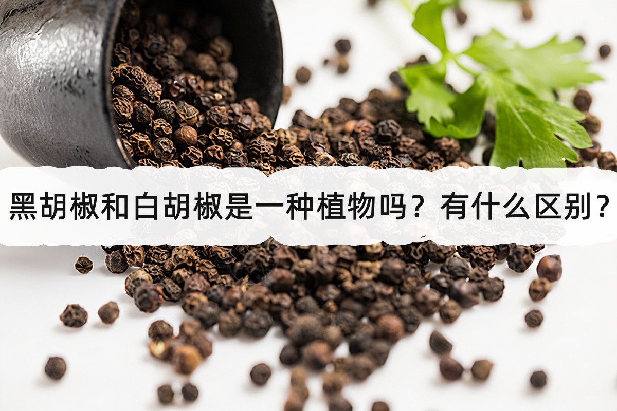 黑胡椒和白胡椒是一种植物吗?有什么区别?