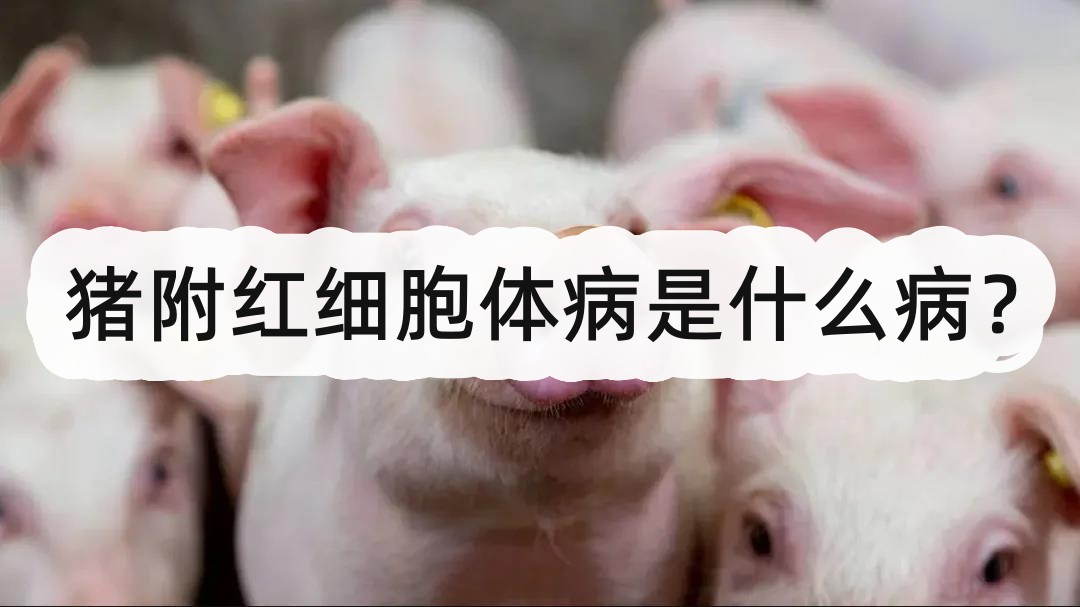 猪附红细胞体病是什么病?