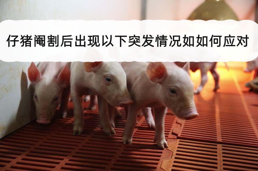 仔猪阉割后出现以下突发情况如如何应对?