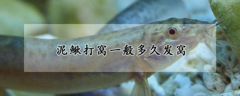 泥鳅打窝一般多久发窝