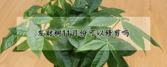 发财树11月份可以修剪吗