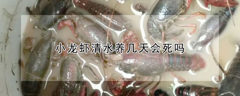 小龙虾清水养几天会死吗