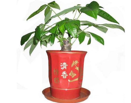 发财树盆栽怎么养,小发财树盆景图片大全