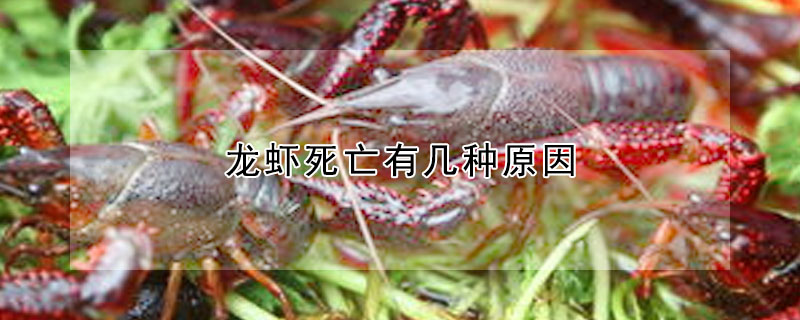 龙虾死亡有几种原因
