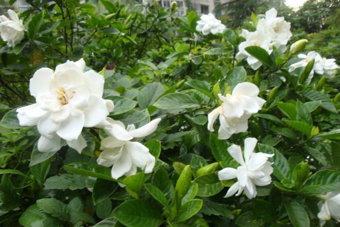 栀子花冬天怎么浇水,浇水掌握不好会导致根部冻伤