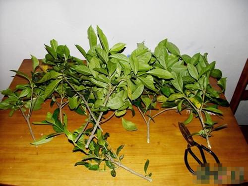 栀子花怎么修剪能促花多,栀子花修剪方法介绍