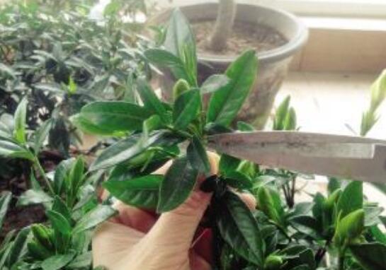 栀子花怎么修剪能促花多,栀子花修剪方法介绍