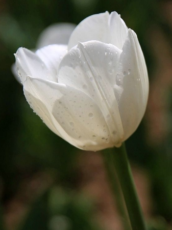 郁金香适合送什么人?郁金香花语告诉您