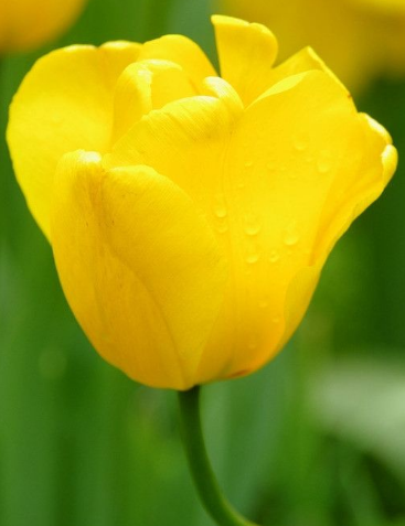 郁金香适合送什么人?郁金香花语告诉您