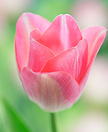 郁金香适合送什么人?郁金香花语告诉您