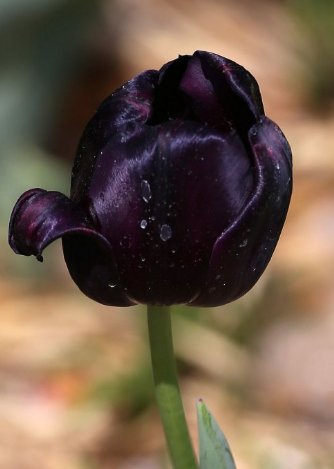 郁金香适合送什么人?郁金香花语告诉您