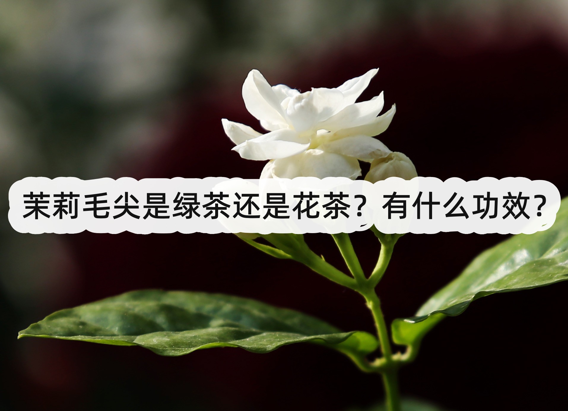 茉莉毛尖是绿茶还是花茶?有什么功效?