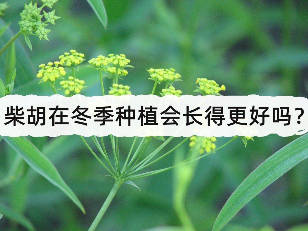 柴胡在冬季种植会长得更好吗?