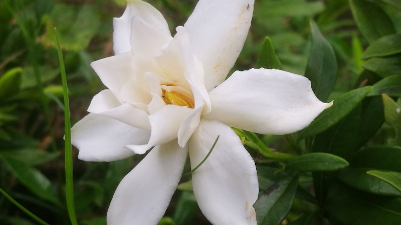 小叶栀子花怎样浇水