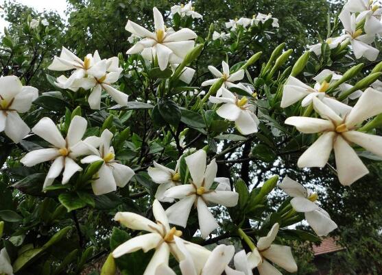 栀子花什么时候开花,栀子花开花期5月-8月