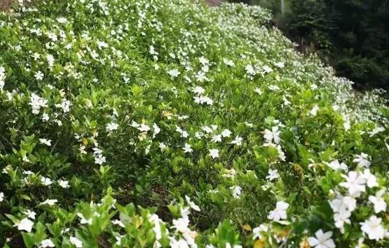 栀子花怎么修剪,栀子花修剪方法