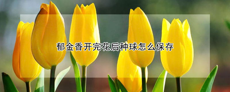 郁金香开完花后种球怎么保存