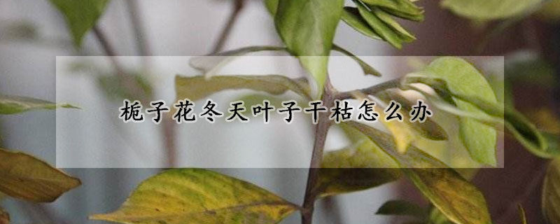 栀子花冬天叶子干枯怎么办