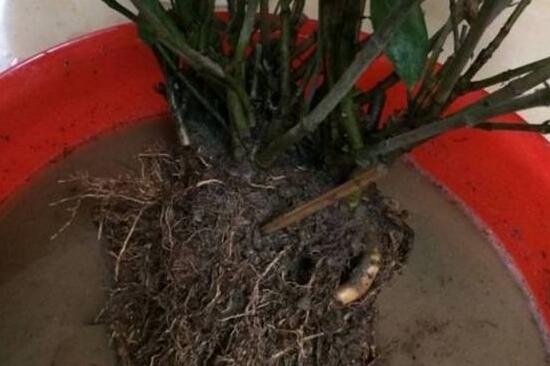 栀子花烂根还能活吗,栀子花烂根怎么办