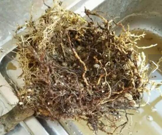 栀子花烂根还能活吗,栀子花烂根怎么办