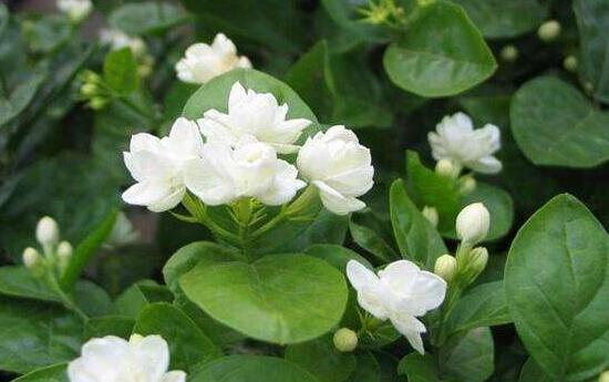 栀子花浇什么水好,栀子花多久浇一次水
