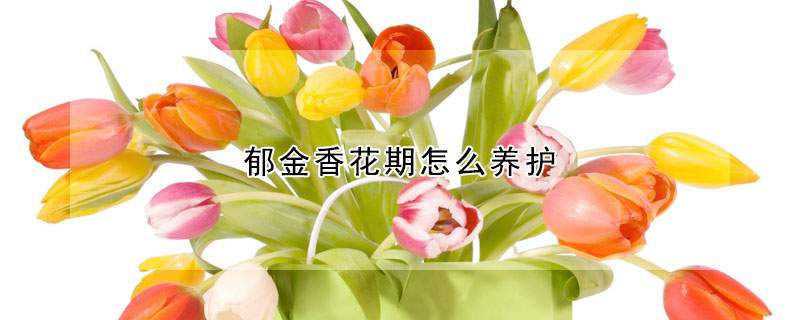 郁金香花期怎么养护