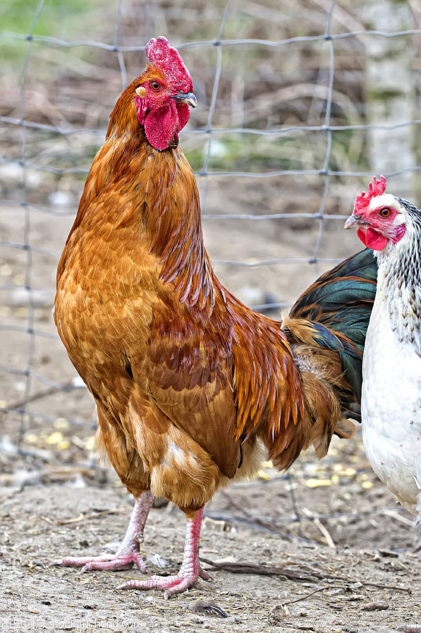 鸡雏的温度和孵化期温度有什么区别？